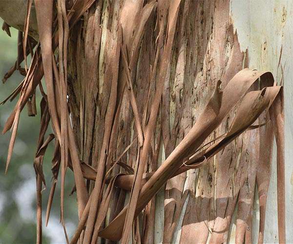 Branching out: Making graphene from gum trees
