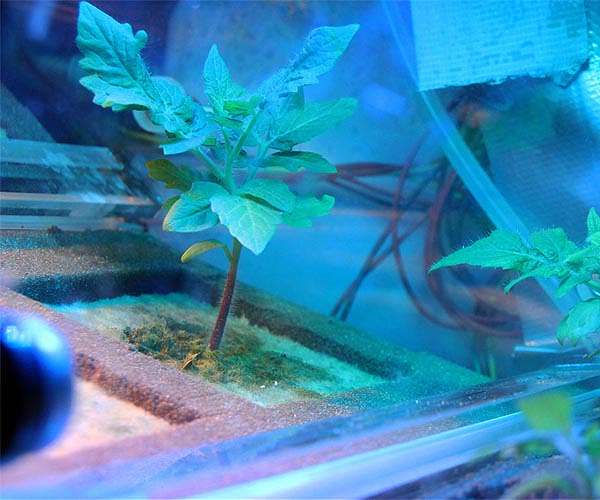 Plants could remove six years of carbon dioxide emissions