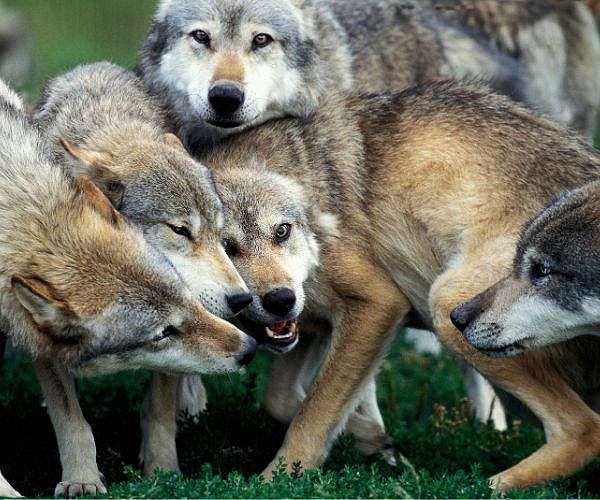 Trump will cry wolf once too often