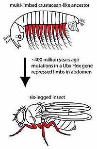 Genetic Archeology Uncovers Early Animal Evolution