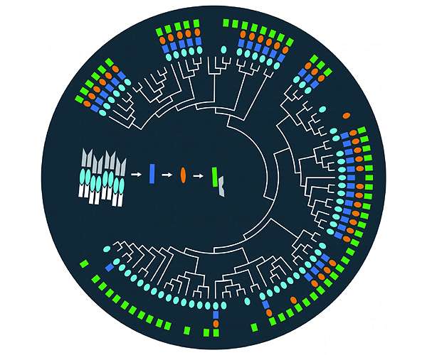 Bacteria's password for sporulation hasn't changed in over 2 billion years