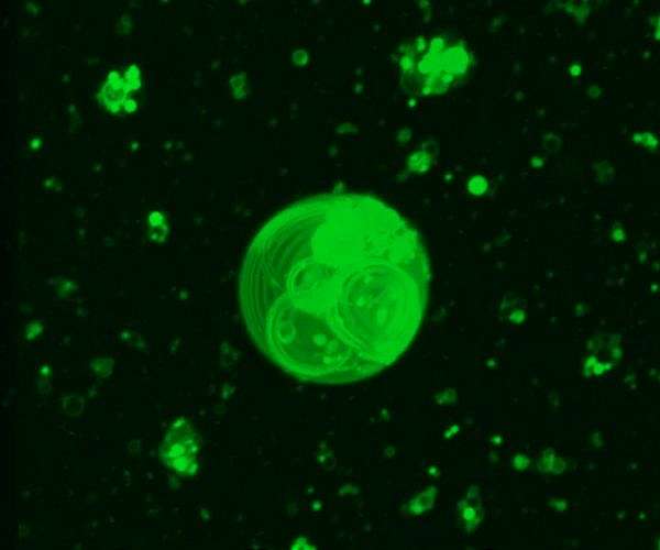 Scripps Research scientists reveal how first cells could have formed on Earth