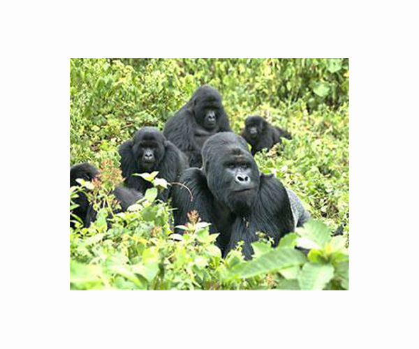 Too many gorillas? The great apes' hunt for space in Rwanda