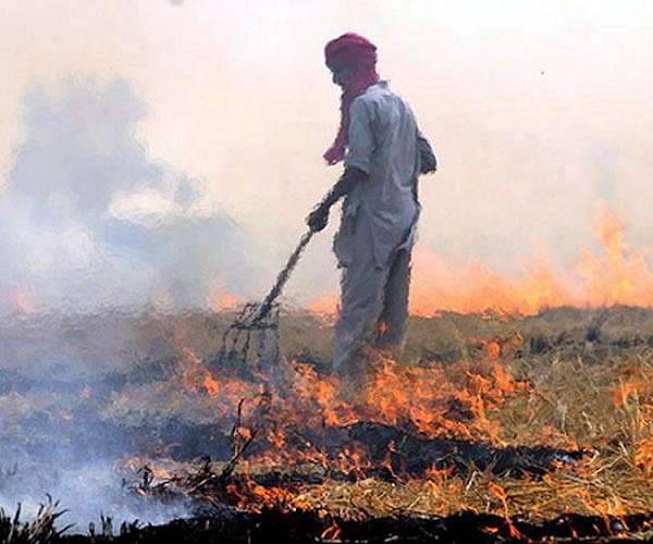 Scientists publish strategy for carbon neutral land sector by 2040