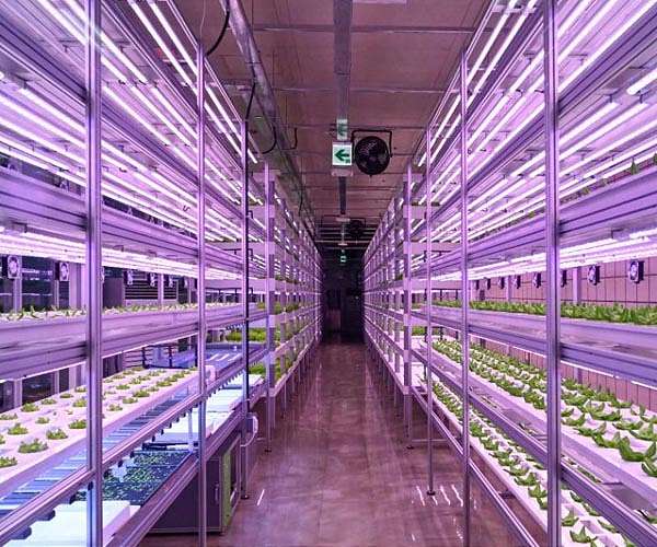 Farming goes underground in Seoul subway station