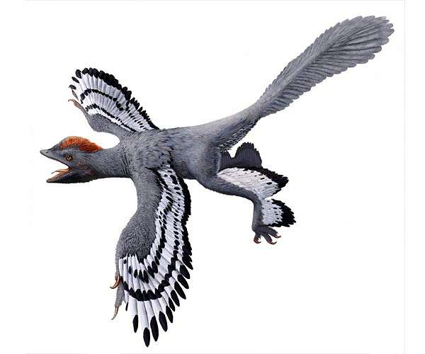 What color were fossil animals