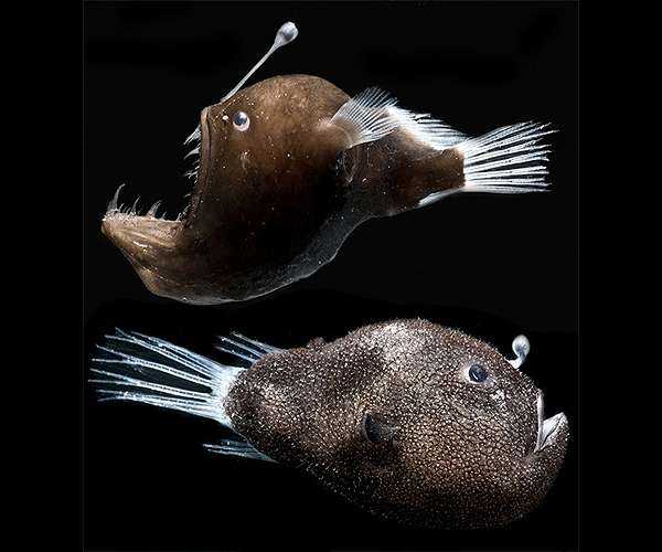 Glowing bacteria on deep-sea fish shed light on evolution, 'third type' of symbiosis
