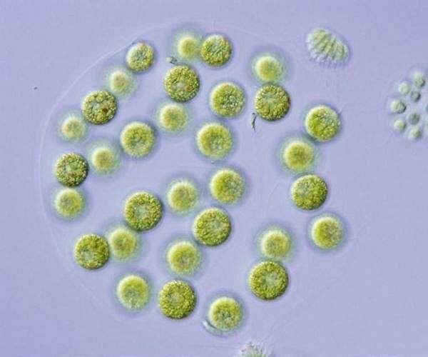 Study sheds light on the genetic origins of the two sexes