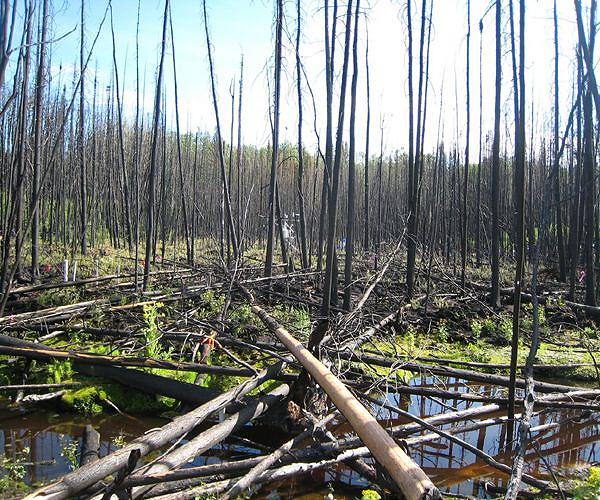 Peatlands will store more carbon as planet warms