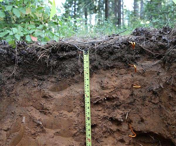 Living in the deep, dark, slow lane: Insights from the first global appraisal of microbiomes in Earth's subsurface environments
