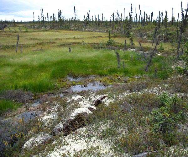 Permafrost thaw could release bacteria and viruses