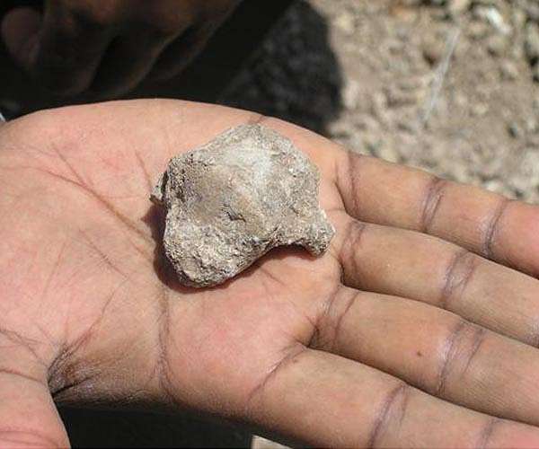 New findings shed light on origin of upright walking in human ancestors