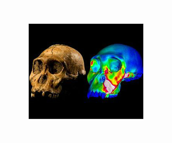 Scientists confirm pair of skeletons are from same early hominin species