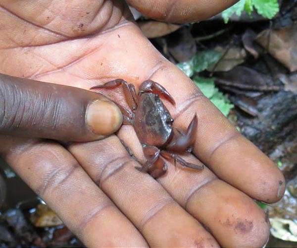Chimpanzees catch and eat crabs