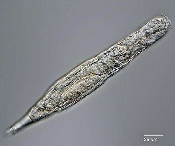 Frozen rotifer reanimated after 24,000 years in the Arctic tundra