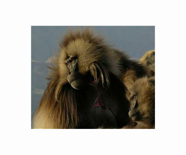 New male leaders cause female gelada primates to more quickly mature