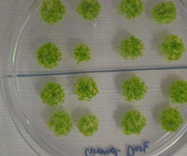 Moss spores withstand long term exposure outside space station