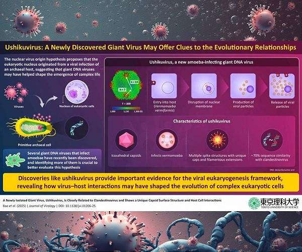 Giant amoeba virus ushikuvirus sheds light on how complex cells evolved