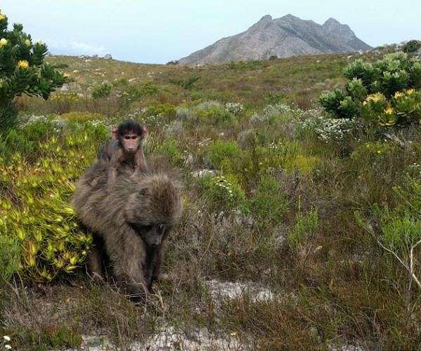 Guinea baboons implement social structure when distributing meat