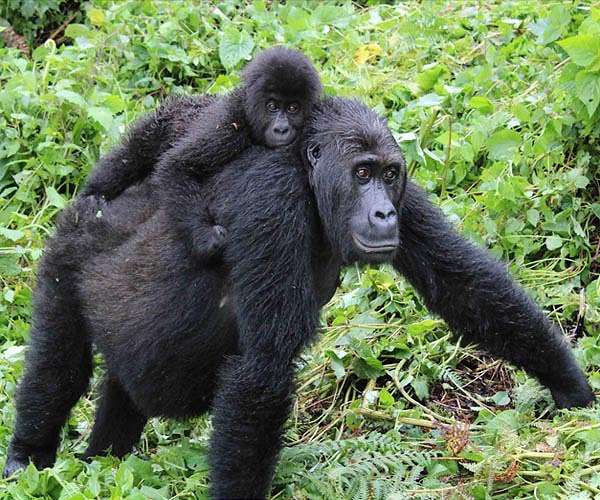 Critically endangered gorilla born at London Zoo