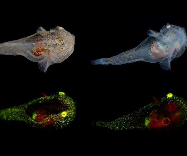 Fish biofluorescence evolved independently over 100 times in evolutionary history