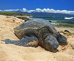 green-turtle-basking-beach-lg