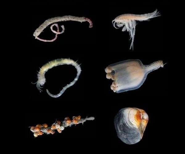 Deep Arctic gas hydrate mounds host ultra deep cold seep ecosystem