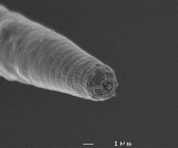 Scientists sequence genome of devil worm, deepest-living animal