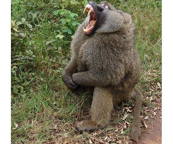 Baboons pass on scars of early adversity to their offspring