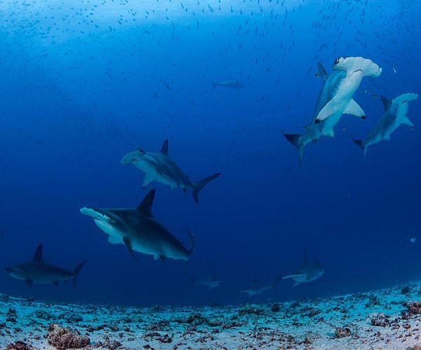In the Galapagos, an idyllic hammerhead shark nursery