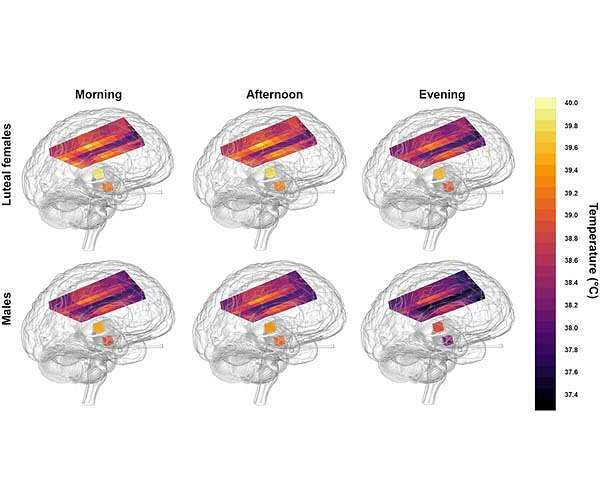 Healthy human brains are hotter than previously thought, exceeding 40 degrees