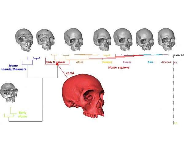 What the noggin of modern humans' ancestor would have looked like