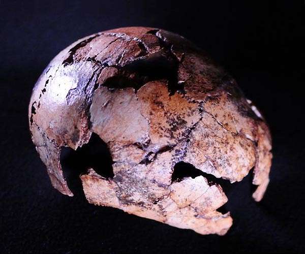 Our direct human ancestor Homo erectus is older than we thought
