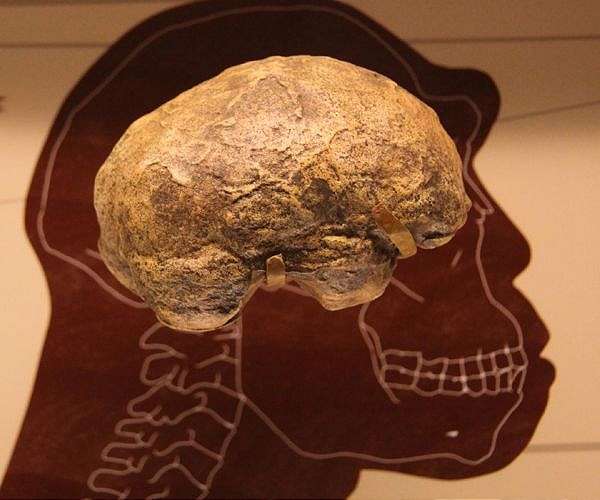 Human ancestor endured arid extremes longer than once believed