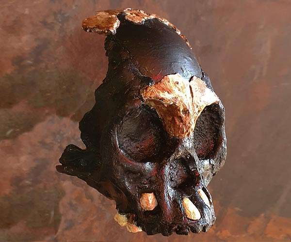 Partial skull of Homo naledi child gives new insight into a remarkable species