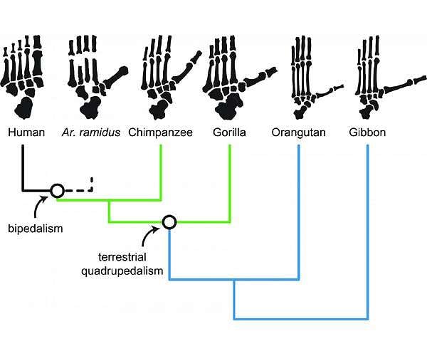 Human ancestors were 'grounded,' new analysis shows