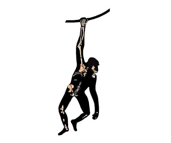 Ancient human relative, Australopithecus sediba, 'walked like a human, but climbed like an ape'