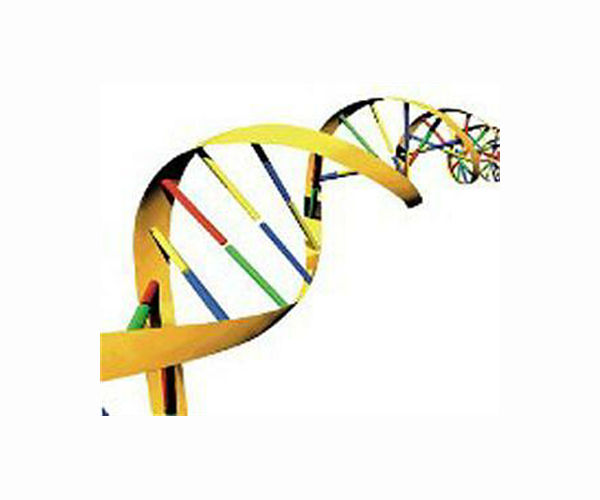Human mutation rate has slowed recently