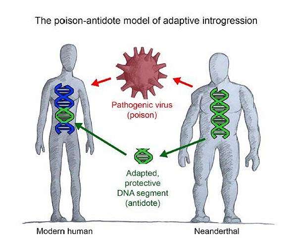 Viruses influenced gene sharing between Neanderthals and humans