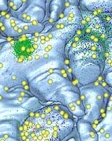 The Synapse Is A Shotgun