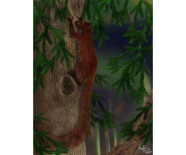 First primate relatives discovered in the high Arctic from around 52 million years ago