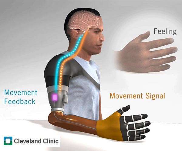 People prefer using tweezer-like bionic tools over human-like prosthetics in virtual reality