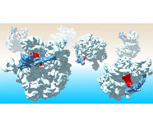 Bacteria's protein quality control agent offers insight into origins of life