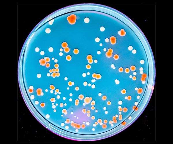 Evolution of radio-resistance is more complicated than previously thought