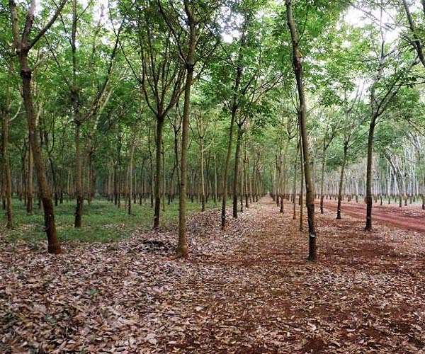 Carbon credit scheme sees Indigenous Cambodians harassed, evicted: report