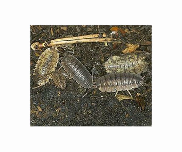Insects on the move are trying to escape the heat