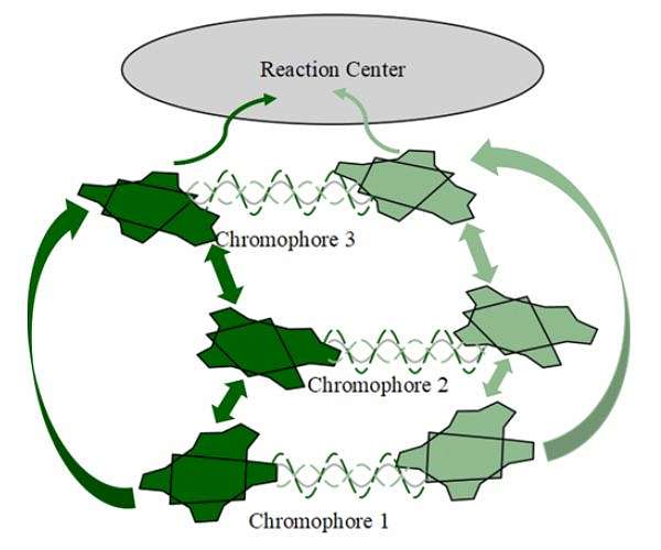 Scientists find link between photosynthesis and 'fifth state of matter'