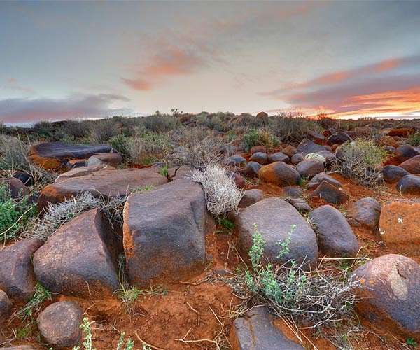 How does life rebound from mass extinctions