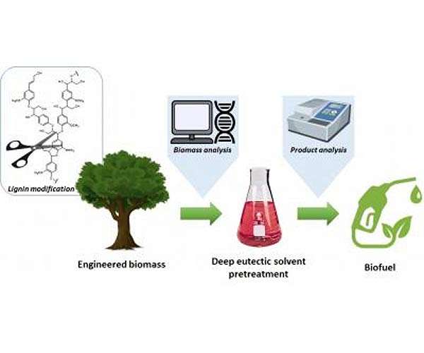 KIST develops biofuel production process in cooperation with North American researchers
