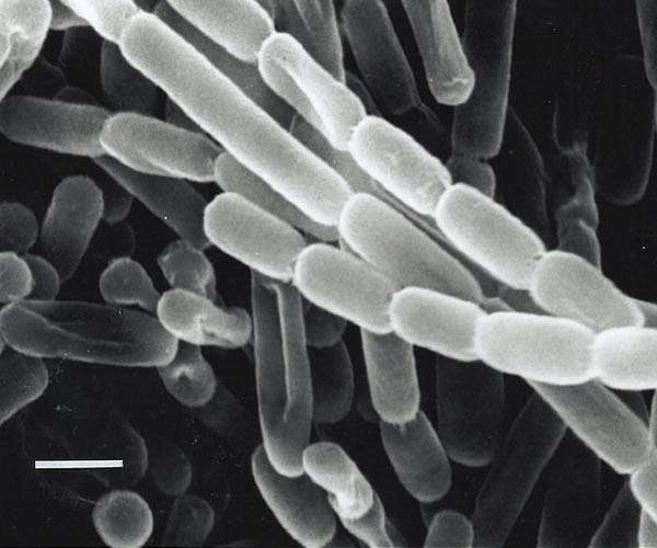 Unlocking the secrets of Earth's underground ecosystems